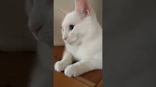 運気押上猫神社⛩️猫神様達の日常😺アルフォンヌ様のアップです✨お顔もお手々も可愛い❤#かわいい猫 #もてぎの猫 #猫神様達の日常 #運気押上猫神社 #白猫 #猫のいる生活 #CapCut #cat