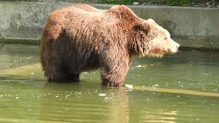 プールの中を歩くヒグマ Brown bears walking in pool 2019 0516