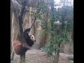 yuanrun got angry with oreo she tried to drag him from the tree miaomiao wastrying to persuade her.