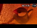 文鳥飼育日記シーズン2第96回目