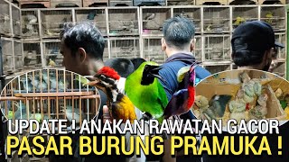 PASAR BURUNG ! HARGA MURAH SUDAH BIASA ANAKAN RAWATAN GACOR  DI PASAR BURUNG PRAMUKA HARI INI