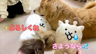 新入りが来ると古いおもちゃは5秒で忘れてしまう大型犬クッキー【ゴールデンレトリバーとミニチュアダックスフンド】