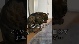 ネコの洗顔を隠し撮り！【アメショのほっけ】 #猫