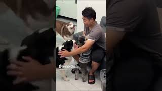 挑戰回家不摸狗，根本忍不住，笑噴了！ #husky #宠物生活