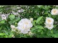 🌹5月12日サマースノーの開花状況