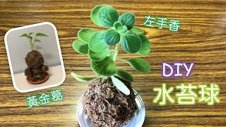 【哆啦呦噠の手作-18】水苔球DIY，療愈身心的桌邊盆景 (水苔X左手香、黃金葛)