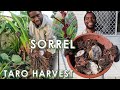 Back From Samoa To Bitter Sweet Moment, Taro Harvest, Sorrel Blossom, Papaya | Australia 🇦🇺