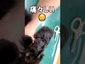 【緊急動画】猫の爪が根元から折れた shorts