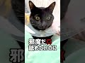 【緊急動画】猫の爪が根元から折れた shorts