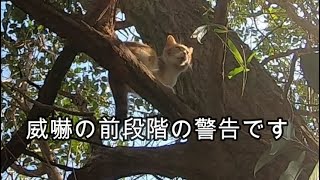 野良猫に警告する声と父の迎えが嬉しい声が別猫な娘猫