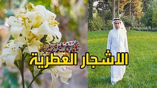 الأشجار العطرية العالمية و طرق تسميدها - Global aromatic trees