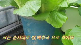 배추 화분에서 키우기~