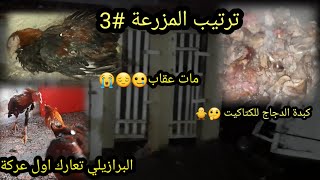 ترتيب المزرعة#3 عركة البرازيل لاتفوتكم 😵🐓 الكبدة للكتاكيت 🤔🐥 عقاب مات 😭😭