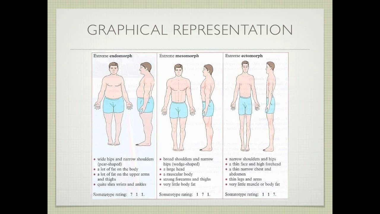 Somatotypes Youtube
