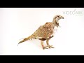 A male greater sage grouse (Centrocercus urophasianus) named Clifford