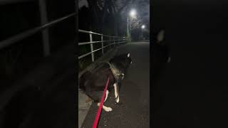 真夜中のお勤め【サクラのウ〇コが炸裂】#僕とこむぎと三浦半島＃柴犬スティーブ＃マヨネ＃もちごめ＃海辺の犬＃ #約束の時まで柴犬と #柴犬 #真夜中の散歩 #散歩 #ふたり散歩 #犬の散歩 #ぼち散歩