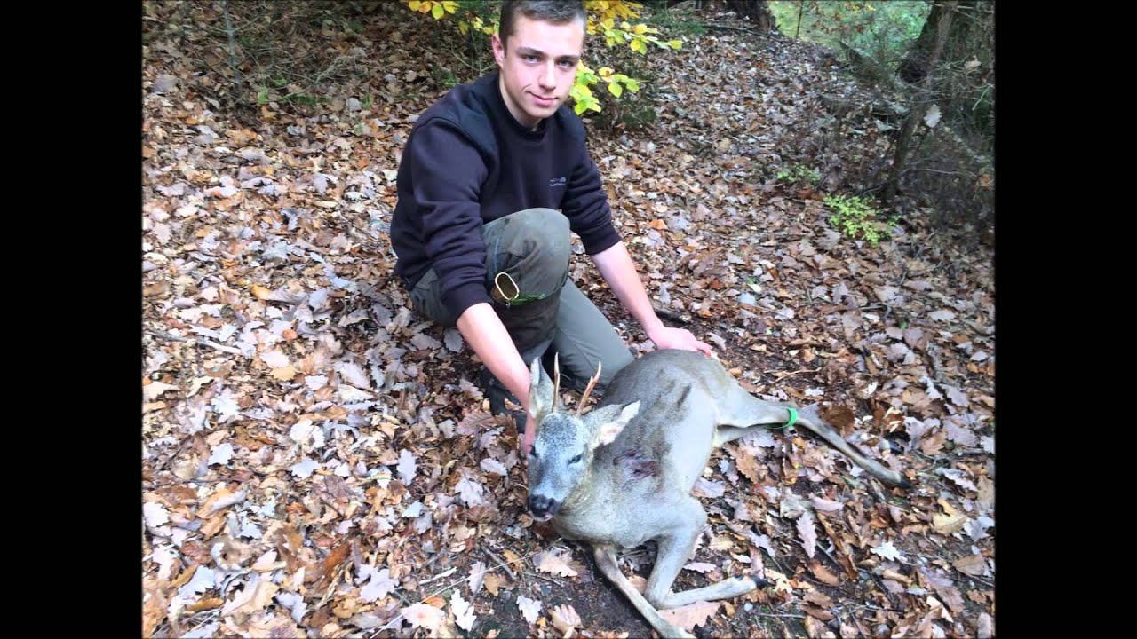 Chasse En Battue Dans Les Vosges : Sanglier/cerf/chevreuils - YouTube