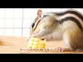 とうもろこしの前ではシマリス達も冷静ではいられない！ squirrel eating corn