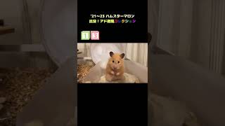 癒しのモフモフコレクション🐹何番が好き？what number do you like? #shorts #hamster #キンクマハムスター