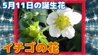 5月11日の誕生花 イチゴの花 どんな花? あなたに送る花言葉は?