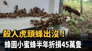 殺人虎頭蜂出沒！　蜂園小蜜蜂半年折損45萬隻－民視新聞