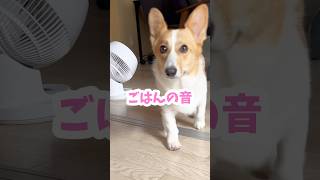 ごはんの時間が近づくとソワソワしちゃう犬 #コーギー #ちくわ #shorts