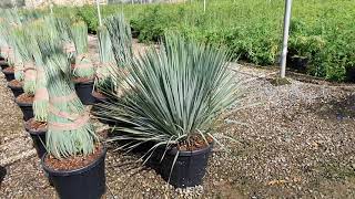 BestpalmTV. Yucca rostrata 70/80cm \