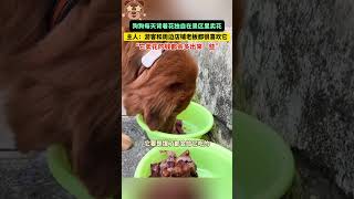 社会百态 | 狗狗每天背着花独自在景区里卖花，主人：周边店铺老板都很喜欢它，它卖花的钱都会多出来一些！