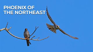 Phoenix of the Northeast: Once Hunted, Amur Falcons are Now Welcomed and Celebrated