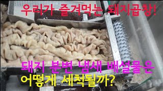 돼지 곱창 속 배설물 제거 작업 공개