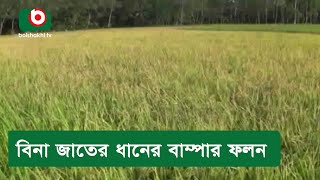 বিনা জাতের ধানের বাম্পার ফলন