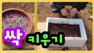 [🤠ㆍ168] 씨고구마 싹틔우기 2가지 해봅니다..     #씨고구마 #싹키우기 #고구마순재배 #싹틔우기