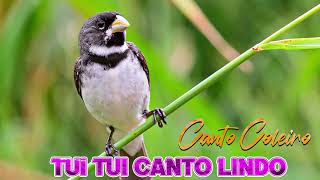 Canto do Coleiro Tui tui Canto Lindo 🐤 🐤 🐥 🐥