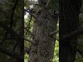 nature tree trees animal animals squirrel squirrels short shorts shortvideo subscribe