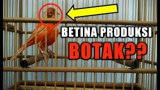 BERAPA KALI KENARI BETINA BISA PRODUKSI?