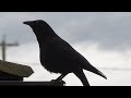 crow clacking call