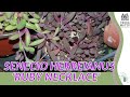 Discovering the Elegance of SENECIO HERREIANUS 'RUBY NECKLACE' | succulent showcase!