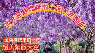 2023/3/23 淡水紫藤咖啡園二店水源區，紫藤花