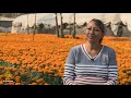 mexico why are marigolds the iconic flowers of day of the dead