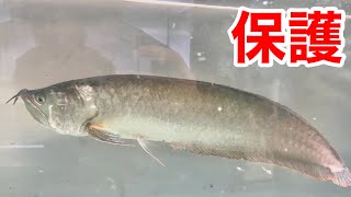 川で捕獲されたボロボロのアロワナを保護しました