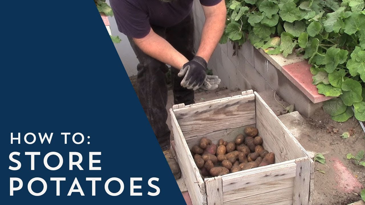 How To Store Potatoes From Garden - Storing Potatoes Long Term Save ...