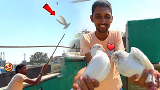 हमशक्ल कबूतर पकड़ा 😍 !! Kafi Dino Bad Naya Kabootar 🕊️ Pakda !! Try to Catch Beautifull ❤️ Pigeon