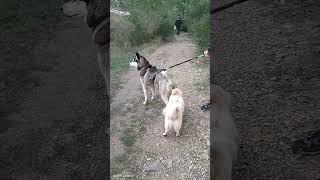 respect video 334 #video #dogs #shorts