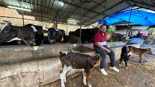 കേരളത്തിൽ പശുവിന്റെ വില നിശ്ചയ്ക്കുന്നത് ഇങ്ങനെയാണ് ഒരു ലിറ്റർ പാലിന് 7500