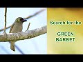 Green Barbets | The KZN winter bird bash | The Birding Diaries S3 E4