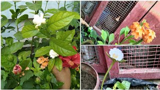 how can we resist ants from our plants(చీమలకు కారం నీళ్లు)@nimmigardening164, garden tutorials