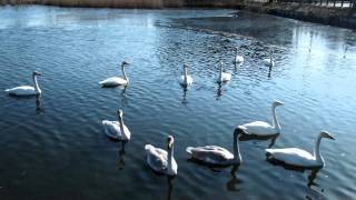 白鳥スワンなま声　Full-HD2012（茨城県小美玉市の池花池）SWANS