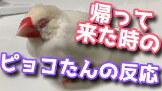 どうして文鳥はこんなに可愛いのか、お見せします