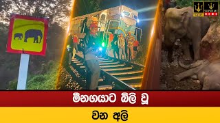 මීනගයාට බිලි වූ වන අලි