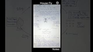 House fly | Life cycle of House Fly